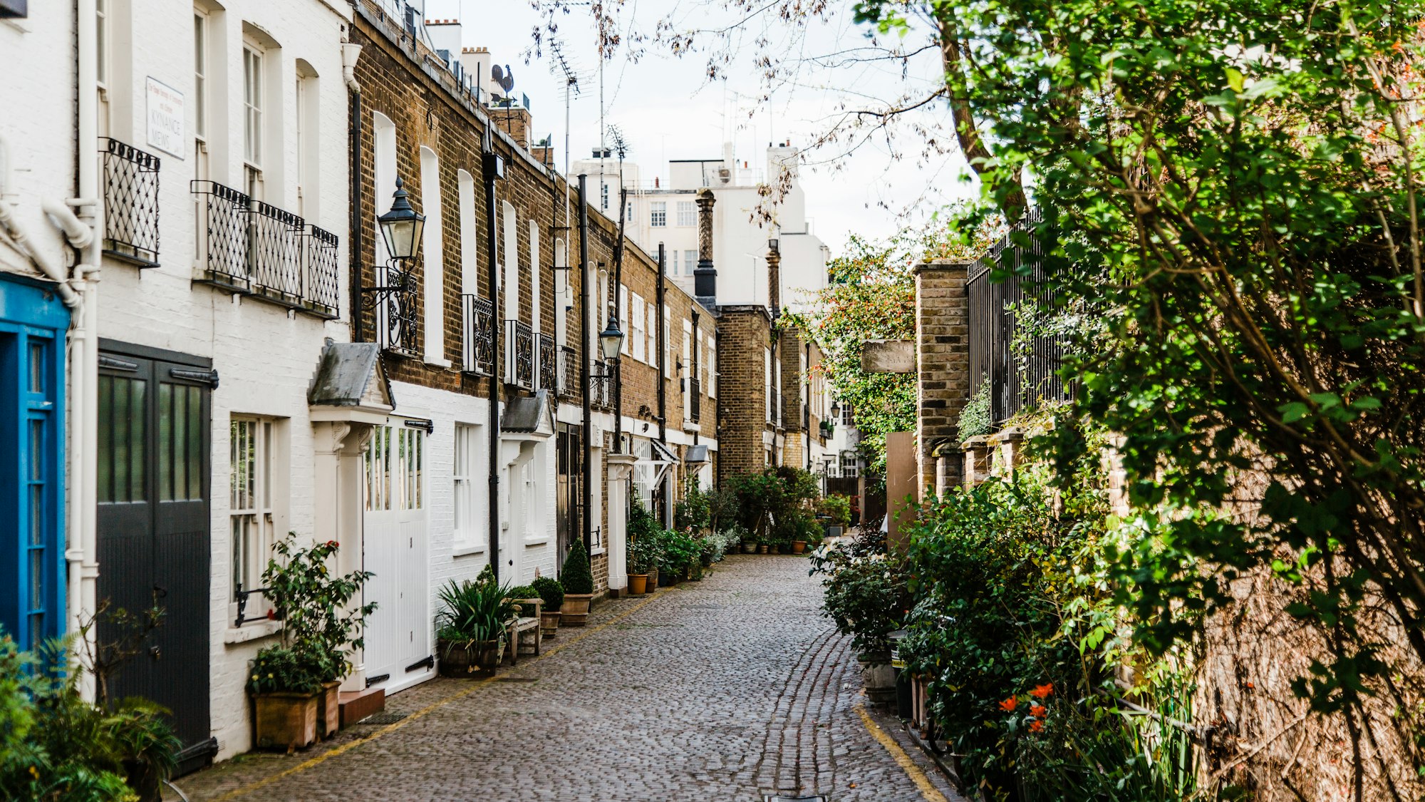A cobbled London mews lined with white-painted houses and planting